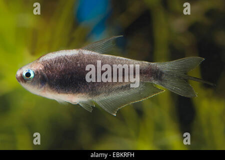 Schwarzer Kaiser Tetra (Nematobrycon Palmeri), Männlich Stockfoto