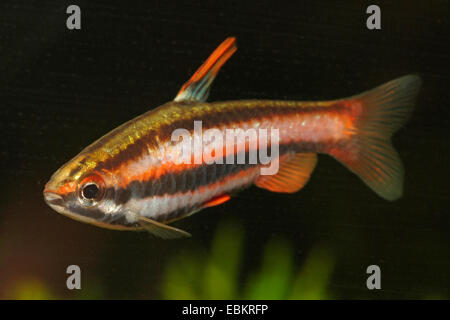 Koralle rot Pencilfish (Nannostomus Mortenthaleri), Schwimmen Stockfoto