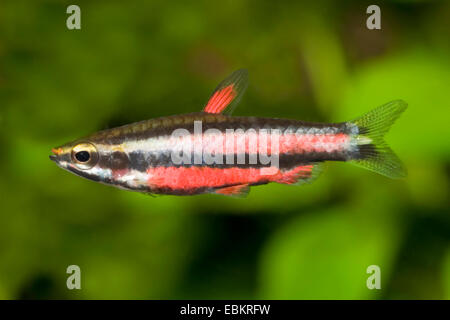 Zwerg Pencilfish (Nannostomus Marginatus), Purpur zu züchten Stockfoto