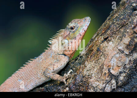 Indisch-chinesischen Wald Eidechse, Eidechse blau-crested (Calotes Mystaceus), portrait Stockfoto