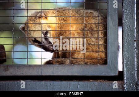 Coatimundi, gemeinsame Nasenbär brown-nosed Nasenbär (Nasua Nasua), in einem Käfig Stockfoto