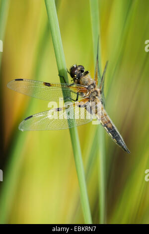 vier-spotted Libellula, vier-spotted Chaser, vier Spot (Libellula Quadrimaculata), sitzen an einem Grashalm, Deutschland Stockfoto