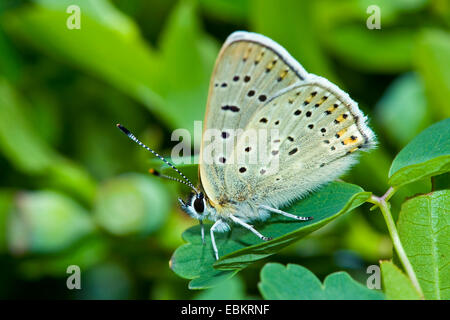 rußiger Kupfer (Heodes Tityrus, Loweia Tityrus, Loweia Tityrus, Lycaena Tityrus), sitzt auf einem Blatt, Deutschland Stockfoto