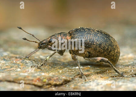 Kiefer-Rüsselkäfer (Liophloeus Tessulatus), sitzen auf dem Boden, Deutschland Stockfoto