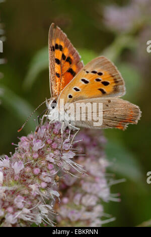 kleine Kupfer (Lycaena Phlaeas, Chrysophanus Phlaeas), sitzen auf rosa Blüten, Deutschland Stockfoto