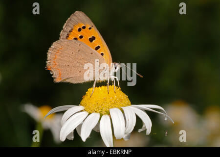 kleine Kupfer (Lycaena Phlaeas, Chrysophanus Phlaeas), sitzt auf einer Blume, Deutschland Stockfoto