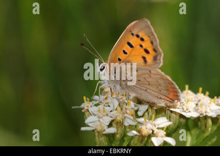 kleine Kupfer (Lycaena Phlaeas, Chrysophanus Phlaeas), sitzt auf einer Blume, Deutschland Stockfoto