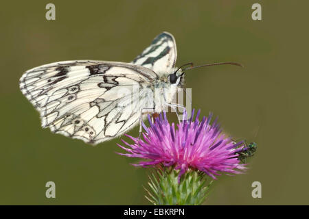 Schachbrettfalter (Melanargia Galathea), sitzen auf einer Distel saugen Nektar, Deutschland Stockfoto