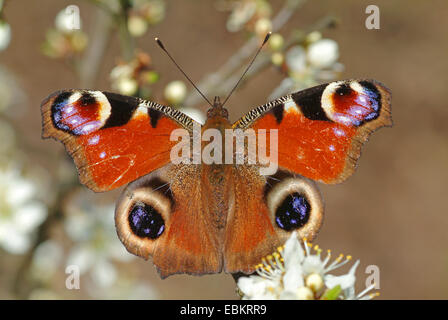 Pfau Motte, Pfau (Inachis Io, Nymphalis Io), sitzen auf weißen Blüten, Deutschland Stockfoto