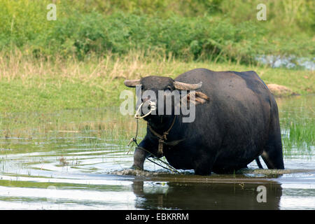 Asiatische Wasserbüffel, wilde Wasserbüffel, Carabao (beispielsweise Bubalus Bubalus Arnee), in Wasser mit einem Seil durch die Nase, Malaysia, Lankawi Stockfoto