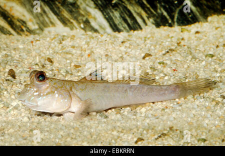 Atlantische Schlammspringer (Periophthalmus Barbarus), auf dem Boden Stockfoto