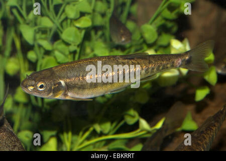 Elritze, eurasische Elritze (Phoxinus Phoxinus), Baden, Deutschland Stockfoto