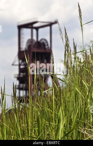 Förderturm und Gräser in den Nordstern Park, Deutschland, Nordrhein-Westfalen, Ruhrgebiet, Gelsenkirchen Stockfoto