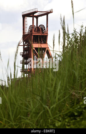 Förderturm und Gräser in den Nordstern Park, Deutschland, Nordrhein-Westfalen, Ruhrgebiet, Gelsenkirchen Stockfoto