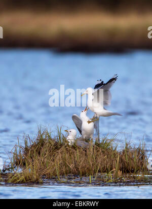 MEW Gull (Larus Canus), kämpfen am Mew Nest auf der Prestvannet See, Norwegen, Troms, Tromsoe Stockfoto