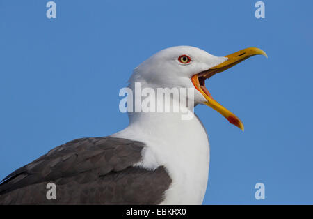 weniger schwarz-backed Gull (Larus Fuscus), mit der Aufforderung, Norwegen Stockfoto