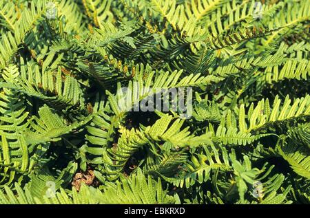 gemeinsamen Maisöl (Polypodium Vulgare), Farn Blätter, Deutschland Stockfoto