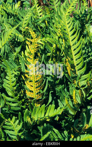 gemeinsamen Maisöl (Polypodium Vulgare), verlässt Farn mit Sori auf der Unterseite, Deutschland Stockfoto