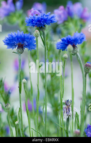 Schaltfläche "Bachelor's", Zusammenarbeit, Kornblume (Centaurea Cyanus), blühen, Deutschland Stockfoto