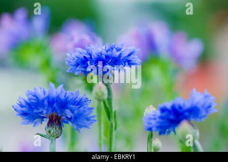 Schaltfläche "Bachelor's", Zusammenarbeit, Kornblume (Centaurea Cyanus), blühen, Deutschland Stockfoto