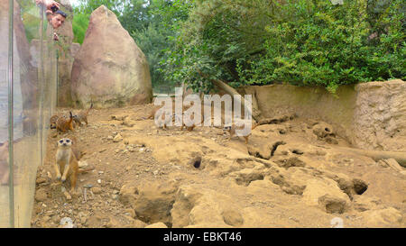 Suricate, schlank-tailed Erdmännchen (Suricata Suricatta), im zoo Stockfoto