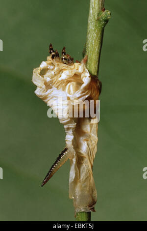 Liguster Hawkmoth (Sphinx Ligustri), Puppe an einem Keimling, Deutschland Stockfoto