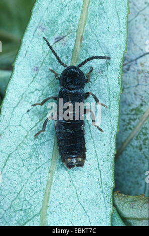 Blitz-Käfer (Phospaenus Atrata), auf einem Blatt Stockfoto