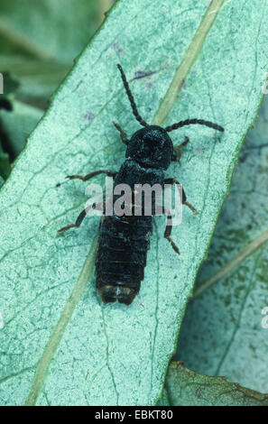 Blitz-Käfer (Phospaenus Atrata), auf einem Blatt Stockfoto