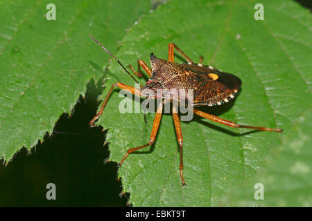 Wald-Fehler (Pentatoma Art), sitzt auf einem Blatt, Deutschland Stockfoto