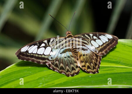 Braun Haarschneider (Parthenos Sylvia), sitzt auf einem Blatt, Deutschland Stockfoto