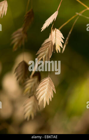 Holz-Hafer, flache Hafer (Chasmanthium Latifolium, Uniola Latifolia), Ährchen Stockfoto