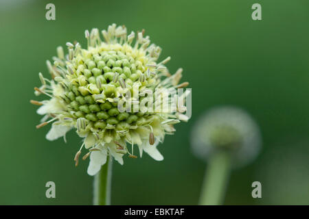 Gelbe Cephalaria, gelbe Scabiose (Cephalaria Alpina), Blütenstand Stockfoto