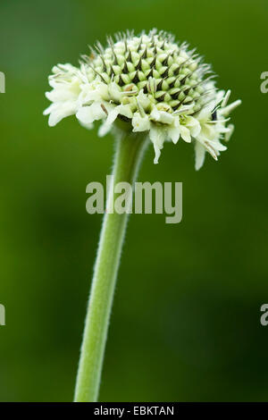 Gelbe Cephalaria, gelbe Scabiose (Cephalaria Alpina), Blütenstand Stockfoto