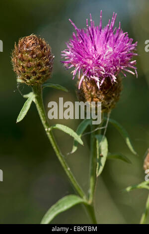 Schwarze Flockenblume, weniger Flockenblume (Centaurea Nigra SSP. Nemoralis, Centaurea Nigra SSP. Nemoralis), Blütenstand, Deutschland Stockfoto