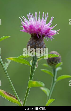 Schwarze Flockenblume, weniger Flockenblume (Centaurea Nigra SSP. Nemoralis, Centaurea Nigra SSP. Nemoralis), Blütenstand, Deutschland Stockfoto