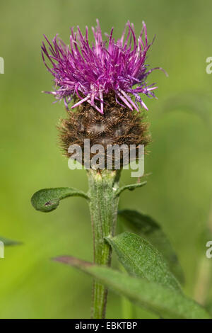 Schwarze Flockenblume, weniger Flockenblume (Centaurea Nigra SSP. Nemoralis, Centaurea Nigra SSP. Nemoralis), Blütenstand, Deutschland Stockfoto