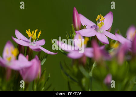 Gemeinsamen Tausendgüldenkraut, Europäische Tausendgüldenkraut, Bitteres Kraut (Centaurium Saccharopolyspora, Saccharopolyspora Centaurium Centaurium minus Centaurium Umbellatum) Blumen, Deutschland Stockfoto