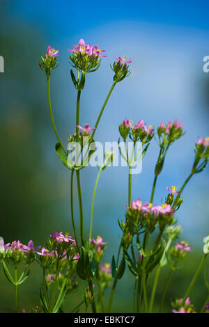 Gemeinsamen Tausendgüldenkraut, Europäische Tausendgüldenkraut, Bitteres Kraut (Centaurium Saccharopolyspora Saccharopolyspora Centaurium Centaurium minus Centaurium Umbellatum), blühen, Deutschland Stockfoto