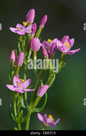 Gemeinsamen Tausendgüldenkraut, Europäische Tausendgüldenkraut, Bitteres Kraut (Centaurium Saccharopolyspora Saccharopolyspora Centaurium Centaurium minus Centaurium Umbellatum), blühen, Deutschland Stockfoto