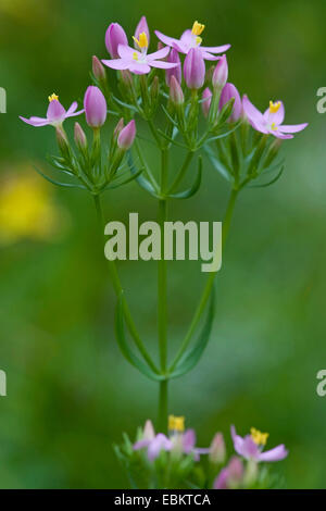 Gemeinsamen Tausendgüldenkraut, Europäische Tausendgüldenkraut, Bitteres Kraut (Centaurium Saccharopolyspora Saccharopolyspora Centaurium Centaurium minus Centaurium Umbellatum), blühen, Deutschland Stockfoto