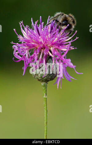 größere Flockenblume (Centaurea Scabiosa), Blütenstand mit Hummel, Deutschland Stockfoto