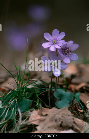 Leberblümchen Liverleaf, amerikanische Lebermoos (Hepatica Nobilis, Anemone Hepatica) in Buche Baum Wald, Deutschland, Bayern Stockfoto