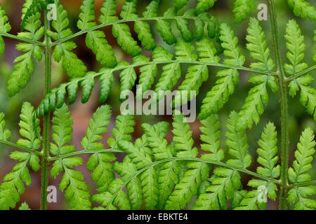 schmalen Sie Buckler-Farn, spinulose Schild Farn, spinulose Holz Farn, gezahnten Holz Farn (Dryopteris Carthusiana), Flugblätter, Deutschland, Bayern Stockfoto
