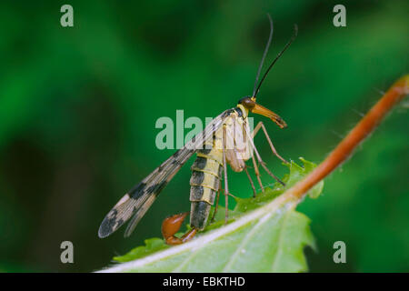 gemeinsame Scorpionfly (Panorpa Communis), sitzt auf einem Blatt, Deutschland Stockfoto