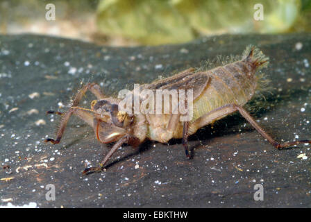 schwarz-angebundene Skimmer (Orthetrum Cancellatum), Larve, Deutschland Stockfoto