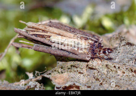 Bagworm (Psyche vgl. Casta), Raupe im Etui, Deutschland, Nordrhein-Westfalen Stockfoto