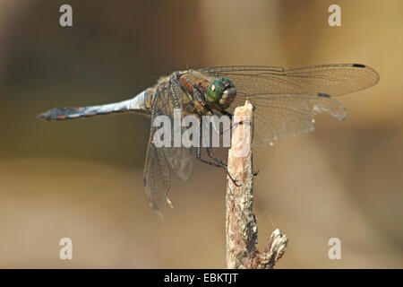 schwarz-angebundene Skimmer (Orthetrum Cancellatum), männliche sitzen auf einem Stick, Deutschland Stockfoto