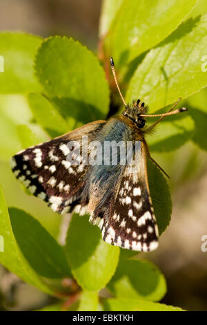 roten Underwing Skipper (Spialia Sertorius), sitzt auf einem Blatt, Deutschland Stockfoto