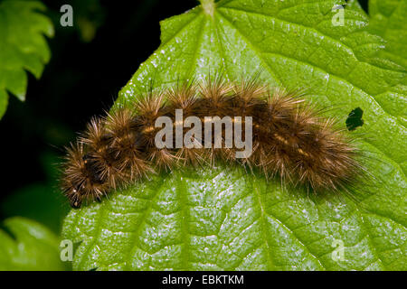 Buff Ermine Motte (Spilosoma Lutea, Spilosoma Luteum, Spilarctia Lutea), Raupe auf einem Blatt, Deutschland Stockfoto