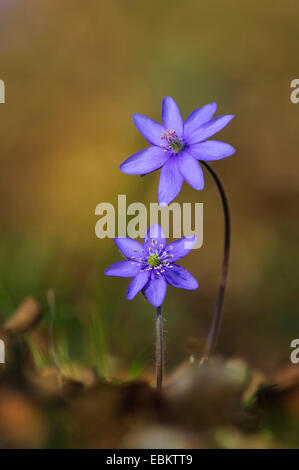 Leberblümchen Liverleaf, amerikanische Lebermoos (Hepatica Nobilis, Anemone Hepatica), blühen in den Wald, Boden, Deutschland Stockfoto